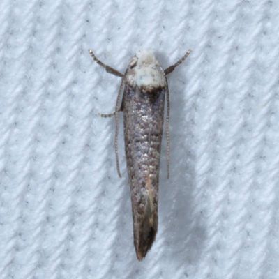 2312-2512 : Copromorphoidea-Yponometoidea