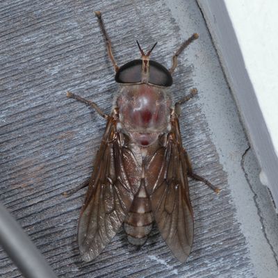 Tabanus catenatus  ♀