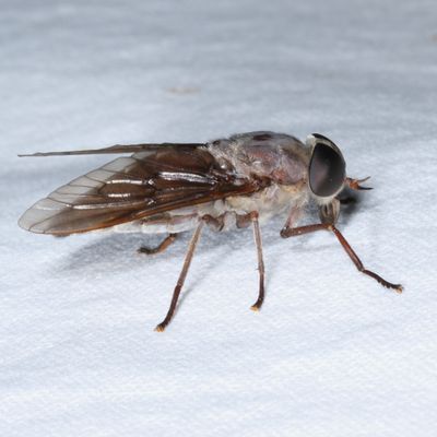 Tabanus catenatus  ♀