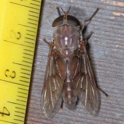 Tabaninae : Horse Flies