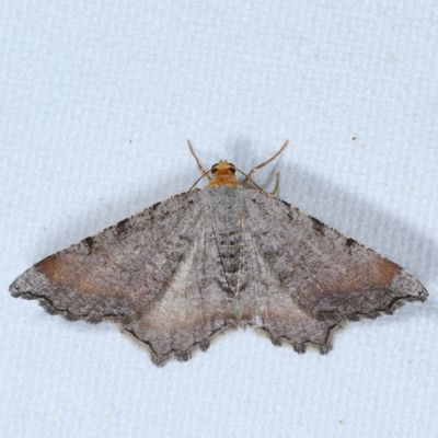 6256 - 6425 : Macaria, Digrammia