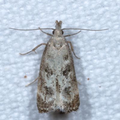 Hodges#2310 * Dichomeris inversella