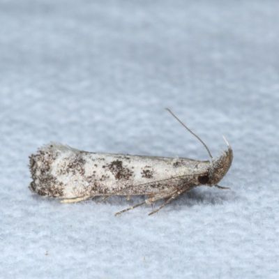 1681-2311 : Gelechiidae