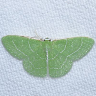 7012-7085 : Nemoria, Emeralds