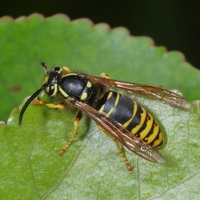 Vespula vidua