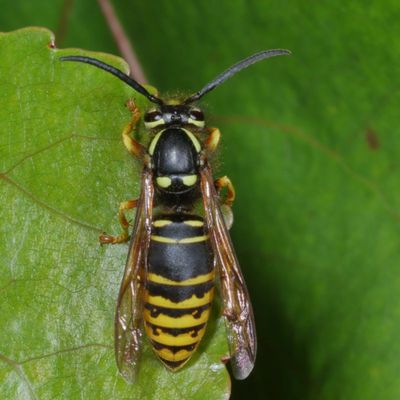 Vespula vidua