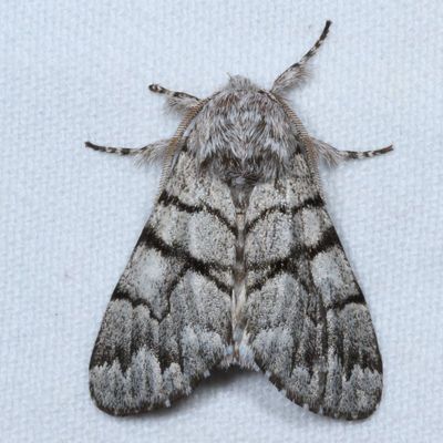 Noctuidae - Plusiinae through Agaristinae Moths : 8880 - 9324