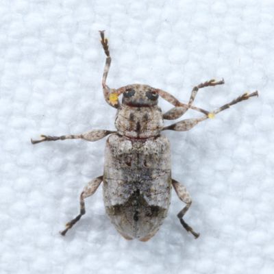 Tribe Acanthocinini