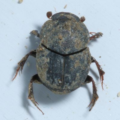 Onthophagus hecate ♀ * Scooped Scarab
