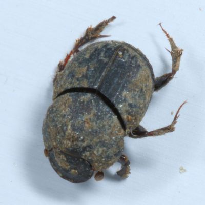 Scarabaeinae : Dung Beetles