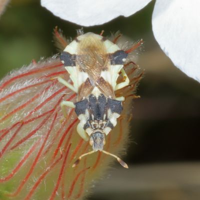 Phymata americana