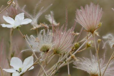 Fallugia paradoxa * Apache Plume