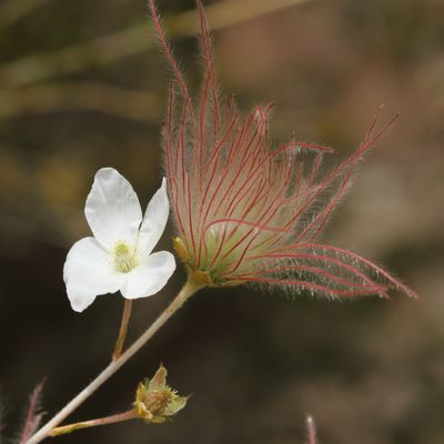 Fallugia paradoxa * Apache Plume