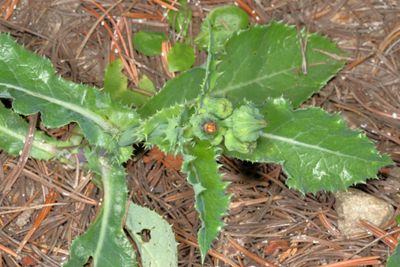 Sonchus asper * Prickly Sowthistle