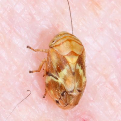 Clastoptera doeringae * Mountain-juniper Spittlebug