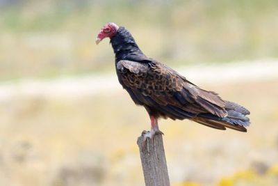 Turkey Vulture