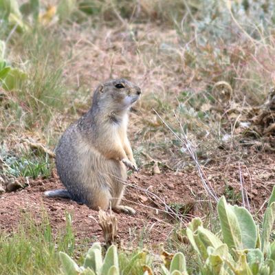 Gunnison's Prairie Dog * Cynomys gunnisoni