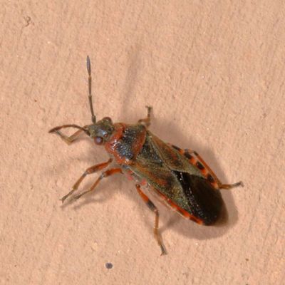 Arocatus melanocephalus * Elm Seed Bug