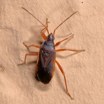 Rhyparochromidae : Dirt-colored Seed Bugs