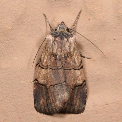 Hodges#10869 * Dichagyris grotei