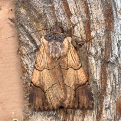 Hodges#10869 * Dichagyris grotei