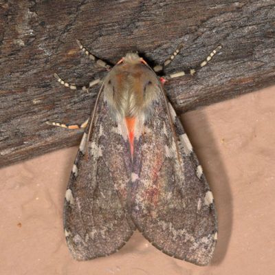 Hodges#8221 * Freckled Glassy-wing * Pseudohemihyalea labecula