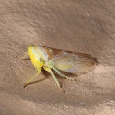 Genus Populicerus