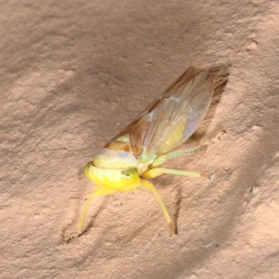 Genus Populicerus