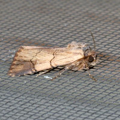 Hodges#10869 * Dichagyris grotei