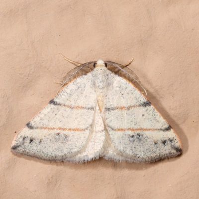 6618-6762 : Melanolophia, Phigalia