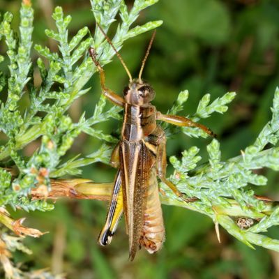 Melanoplus bivittatus