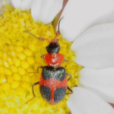Collops quadrimaculatus * Four-spotted Collops