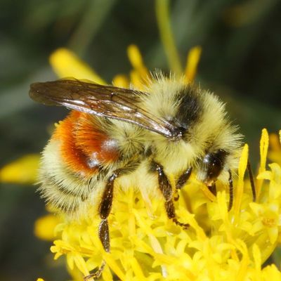 Bombus huntii * Hunt's Bumble Bee