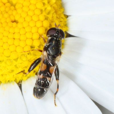 Syritta pipiens