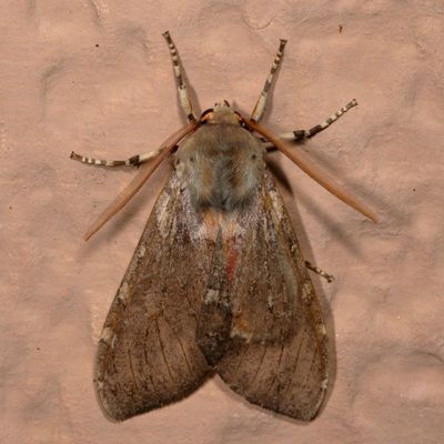 Hodges#8221 * Freckled Glassy-wing * Pseudohemihyalea labecula