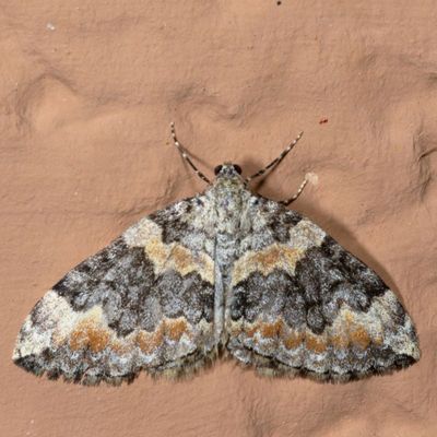 7182-7332 : Eulithis, Hydriomena