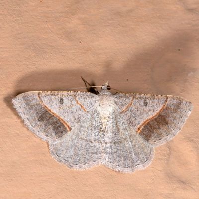 Hodges#6396 * Dark-bordered Granite * Digrammia neptaria