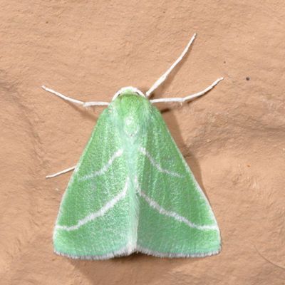 7012-7085 : Nemoria, Emeralds