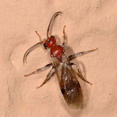 Tribe Sphaeropthalmini * Nocturnal Velvet Ants