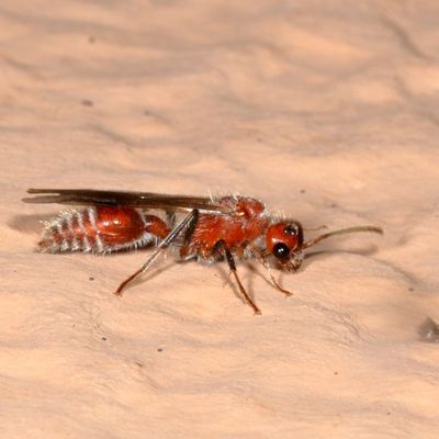 Tribe Sphaeropthalmini * Nocturnal Velvet Ants