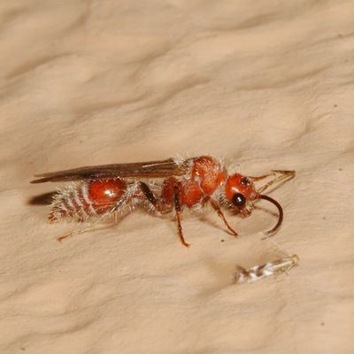 Tribe Sphaeropthalmini * Nocturnal Velvet Ants