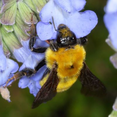 Bombus fervidus * Golden Northern Bumble Bee