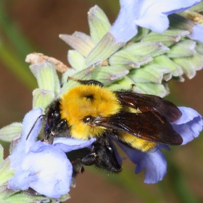 Bombus fervidus * Golden Northern Bumble Bee