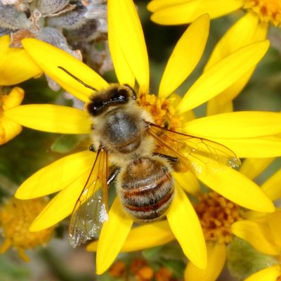 Apis mellifera
