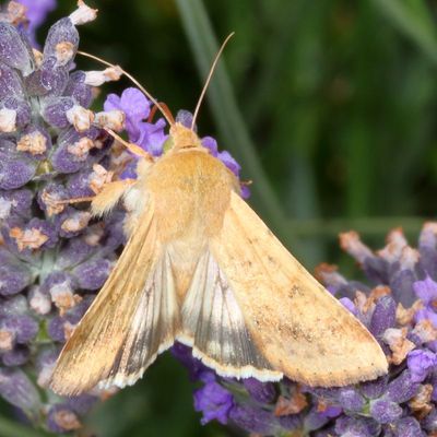 11055-11212 : Heliothinae