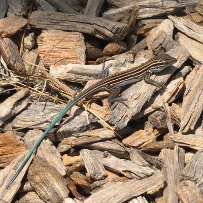 Plateau Striped Whiptail