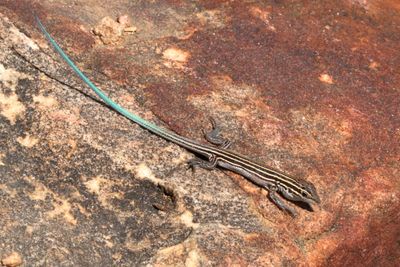Plateau Striped Whiptail