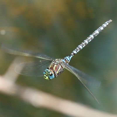 Paddle-tailed Darner * Aeshna palmata