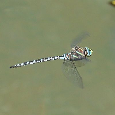 Paddle-tailed Darner * Aeshna palmata