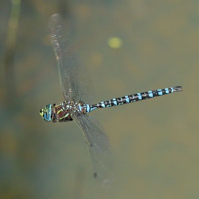 Paddle-tailed Darner